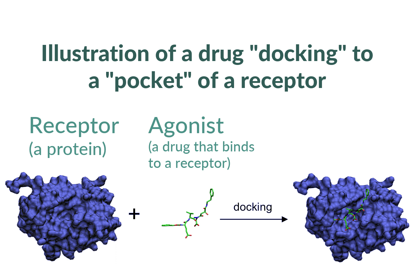 Illustration of a drug binding (docking) to a receptor